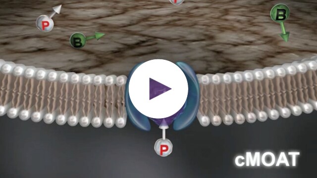 Primovist® Mode of Action